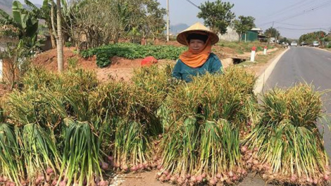 Nở rộ sản phẩm OCOP ở vùng cao và câu chuyện đầu ra