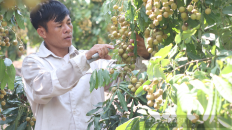 Định hướng cho nông nghiệp các tỉnh miền núi phía Bắc