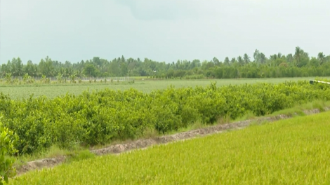 “Thủ phủ” khoai lang miền Tây quay lưng lại với cây khoai
