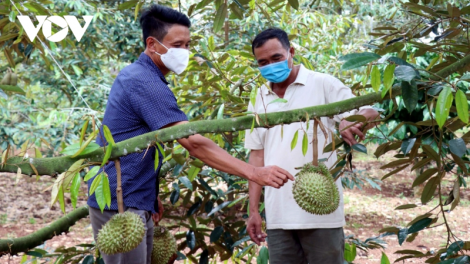 Liên kết, hỗ trợ nông dân miền núi xuất khẩu nông sản