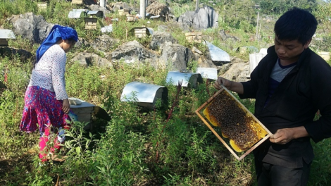"Ăn" ong không chỉ là sinh kế