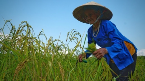 Kỹ thuật đắp đập bổi làm ruộng bậc thang của người H'rê