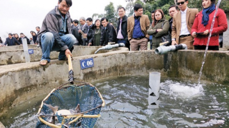 Hiệu quả mô hình nuôi cá nước lạnh ở Sa Pa