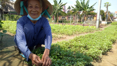 Thăm vườn rau Trà Quế nức tiếng ở Hội An