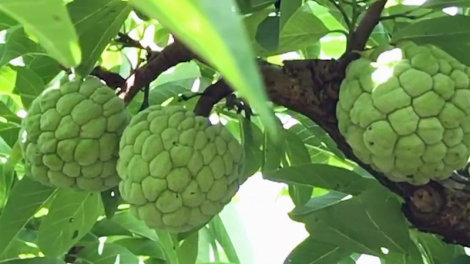 Sơn La nâng tầm thương hiệu na Mai Sơn
