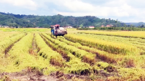 Định vị đúng giá trị, nông nghiệp Tây Nguyên vươn tầm trong “bão giá”