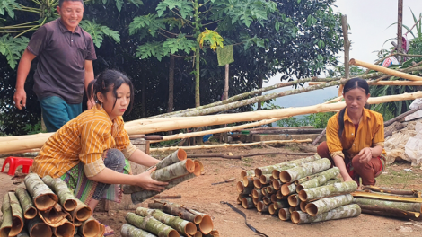 Diện tích quế Lào Cai vươn lên thứ 2 toàn quốc: vừa mừng, vừa lo