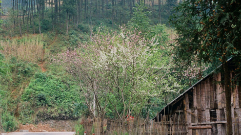 Hà Giang trong mắt chàng trai người Tày