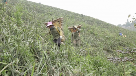 Lời giải nào cho bài toán tiêu thụ dứa quả ở Lào Cai trước ảnh hưởng bởi chiến sự Nga – Ukraina?