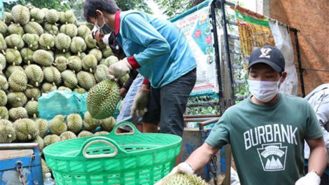 Trái sầu riêng tươi Krông Pắc nhận Giấy chứng nhận nhãn hiệu tập thể