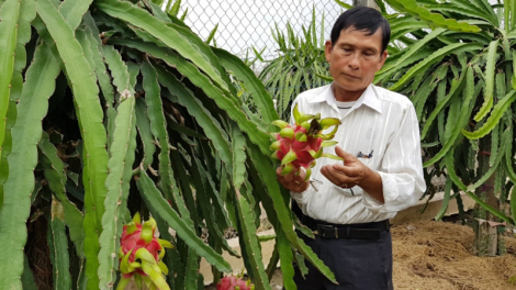 GIẢI LỜI NGUYÊN CHO CÂY THANH LONG:Bài 3: Chuyên nghiệp hoá nông dân, tạo liên kết vùng sản xuất