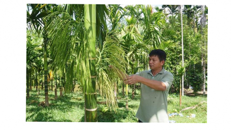 Mô hình trồng cau ở miền núi cho thu nhập hàng tỷ đồng mỗi năm