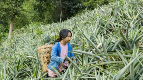 Hành trình thoát nghèo của người dân biên giới Pu Lau.