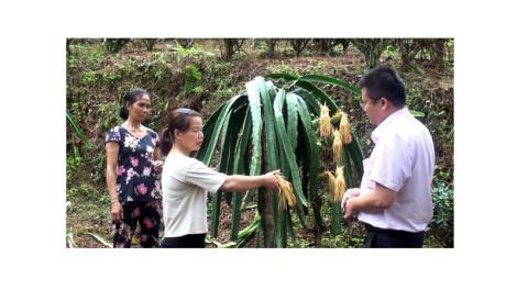 Thoát nghèo bền vững nhờ nguồn vốn vay ưu đãi ở Tuyên Quang