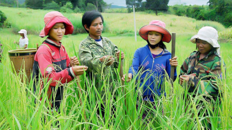 Gia Lai: Tập trung giảm nghèo vùng dân tộc thiểu số