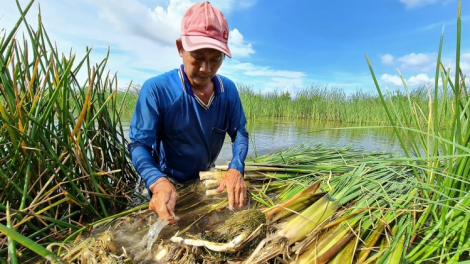 Sóc Trăng: Mô hình sinh kế từ nghề đan lục bình của người dân vùng nông thôn