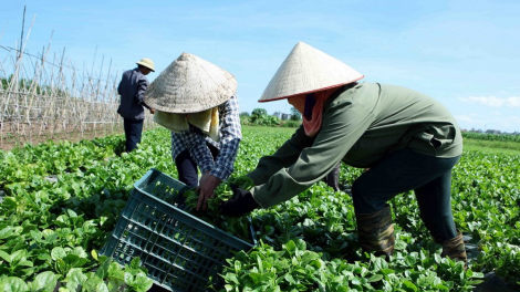 Kinh tế hợp tác xã thay đổi tập quán canh tác vùng cao