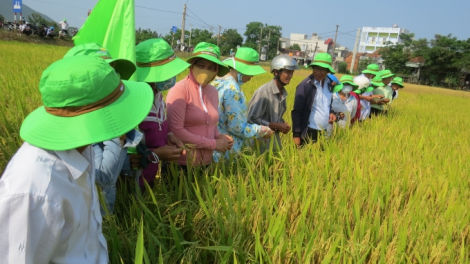 Nhiều lợi ích cho nông dân trong mô hình liên kết