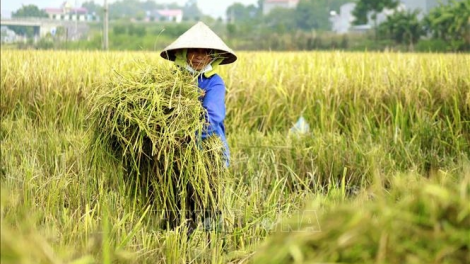 Sản xuất nông nghiệp gặp khó vì giá vật tư nông nghiệp tăng cao