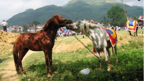 CHỢ TÌNH SA PA_ LÊ MINH