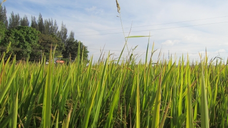 Bhap bini Cam Binh Thuan khang takai yam tagok