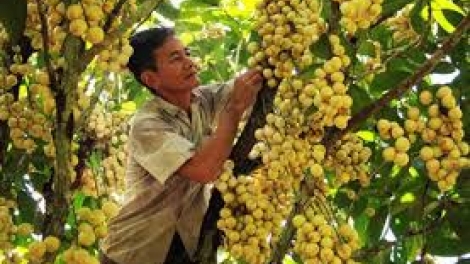 Apêê bhrợ bhươn cóh Cần Thơ cắh năl cơnh bhrợ bêl dâu pa’câl cắh bấc zên