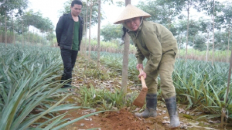 K’tiếc nông lâm trường: k’đhợơng lêy cắh ghít liêm, đươi dua cắh vêy âng chô bh’nơơn
