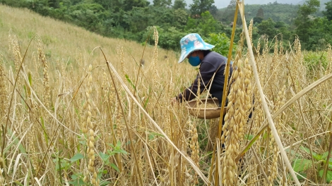 Hơ’lêh a pơlê Brang ki nếo mơjiâng​          ​