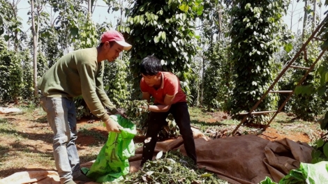 Daknông kal ai ‘’Mâu ki kum’’ ăm khu pêi cheăng tơru\m mơjiâng pơ’leăng tiu krúa​​