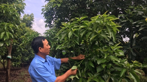 Hyôh kong prâi hơ’lêh-Kuăn pơlê trâm pá