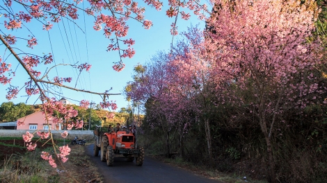 Đà Lạt: Tơku\m po leh reăng anh đào hơnăm 2018