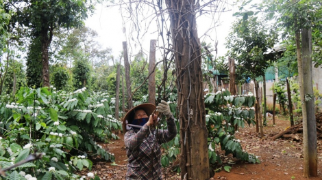 ‘’Tíu xiâm pêt tiu má môi‘’ dêi Dak Nông dế răng hlâ vâ chê tâi