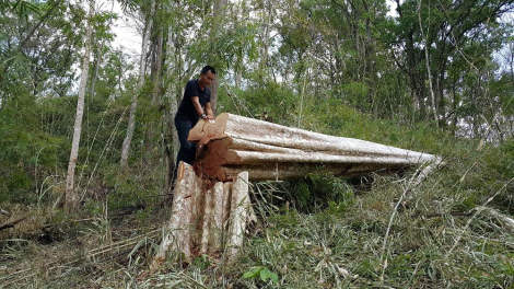 Kâ kơhveăm tung pơkuâ ngăn, rak vế kong a Gia Lai