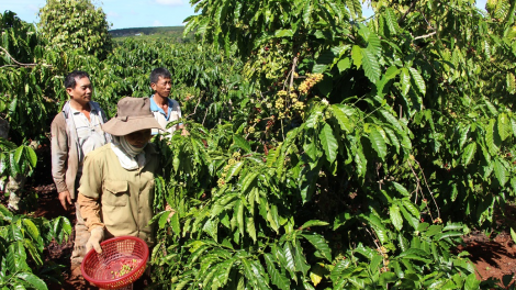 Dak Lak: kơphế ôh tá châ hên [ă yă hnối rơpâ