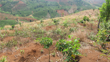 Dak Lak: Vâ chê 200 ha tơnêi kong pơcháu ôh tá tro tơdroăng la xuân tá hâi teăm châ mơdrếo
