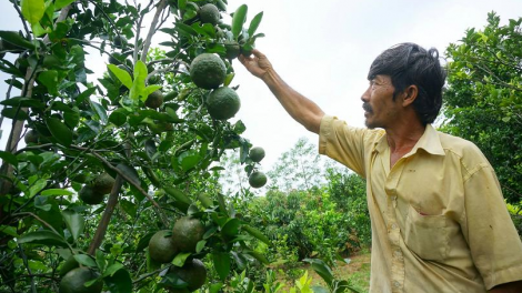 Dak Lak: Hluăn kơtiê kơnôm pêt loăng plâi kâ