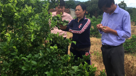 Pêt loăng plâi kâ: Kuăn pơlê Gia Lai hbrâ tăng troăng prôk ki nếo