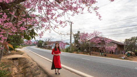Lâm Đồng: Tơpok tơpâ, eăng ro to reăng mai anh đào