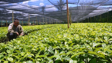 ‘Mâi pêt kơphế kal troăng prôk troh ki krá ton la ngiâ