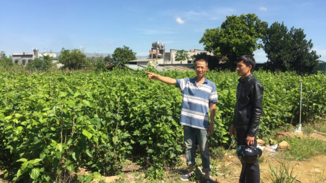 Lâm Hà (Lâm Đồng): Tơdroăng gu tơnêi kơđu klâng báu xuân ối hên