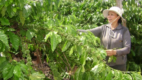 1.000 rơpo\ng kuăn pơlê pêi chiâk deăng a Tây Nguyên châ kum pêi cheăng [ă troăng vi sinh