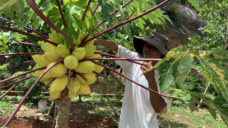 Kơxo# liăn hên kum kuăn pơlê pêi chiâk deăng Gia Lai vêh mơnhông pêi chiâk deăng