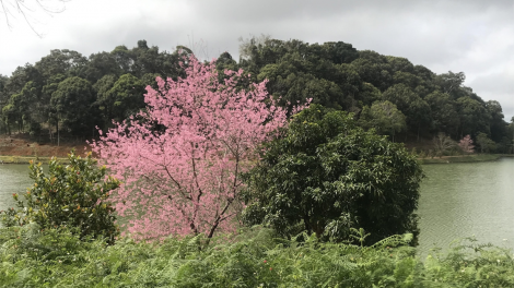 Le\m mơnâ mâ reăng anh đào a tơbăng ngo Măng Deang - Kon Tum