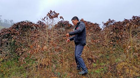 Hr^ng hectar kơphế a Lâm Đồng lu\p tâi xua inôa xăng po ruih