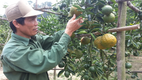 Pêt kơchâi, plâi krúa tơniăn: troăng hơlâ mơnhông cheăng kâ ki nếo a Gia Lai