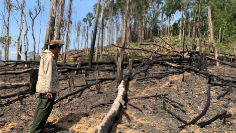 ​Dak Lak: Vâ chê 140 ha kong tro chôu, ko ‘nhiê, hdi xo