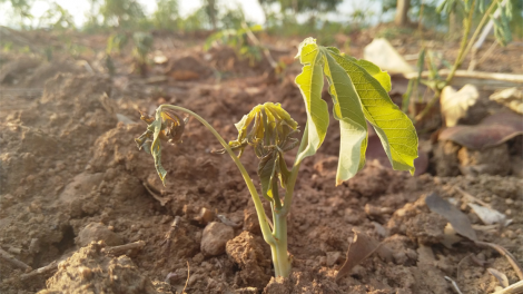 Kon Tum: Kuăn pơlê thế vêh pêt pôm loăng xua pêt ôh tá tro rơnó