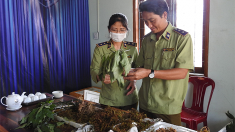Sâm Ngọc Linh ki ôh tá xê khât môi tiah khât ƀă tơdroăng ki khât – ôh tá xê khât tá hâi mơgêi