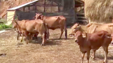 Dak Nông pơreăng êi kéa po pom a kơpôu ro tâ tú rĕng