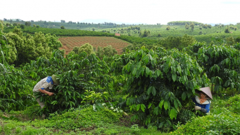 Kon Tum: mơdêk hnoăng cheăng kâ khu pú hên tung tơdroăng xut tah hrâ mơngoâ kơtiê ƀă mơjiâng thôn pơlê nếo